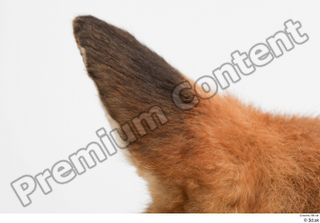 Fox  2 ear 0009.jpg